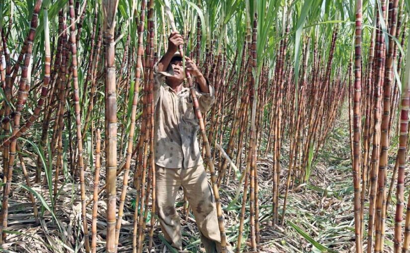 उत्तर प्रदेश गन्ना प्रतियोगिता के विजेताओं को मिला इनाम