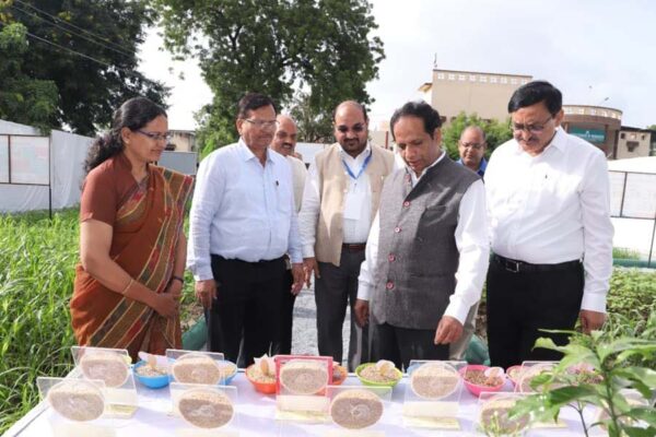गेहूं की नई उन्नत किस्में