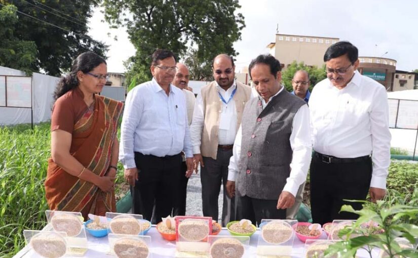 गेहूं की नई उन्नत किस्में