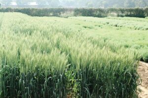 Wheat