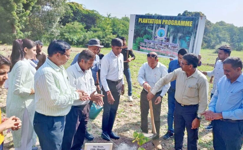काजू कलम पौधों का रोपण कार्यक्रम