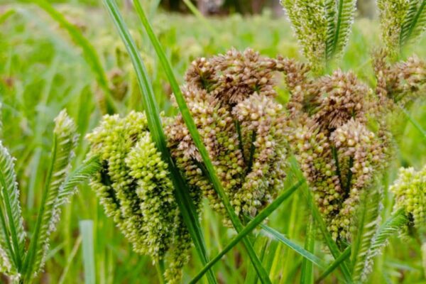 कोदो कुटकी उत्‍पादन तकनीक सीखने के लिए किसान गए हैदराबाद