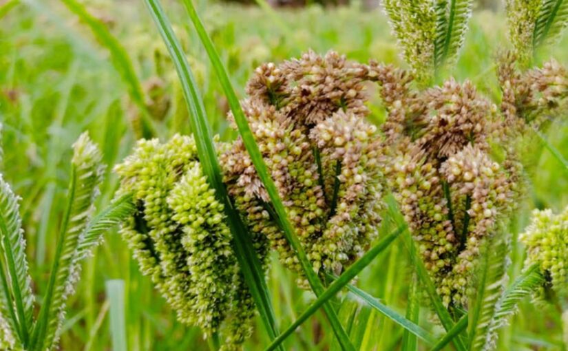 कोदो कुटकी उत्‍पादन तकनीक सीखने के लिए किसान गए हैदराबाद