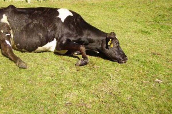 लंगड़ी बुखार से हो सकती है  दुधारू पशुओं की मौत