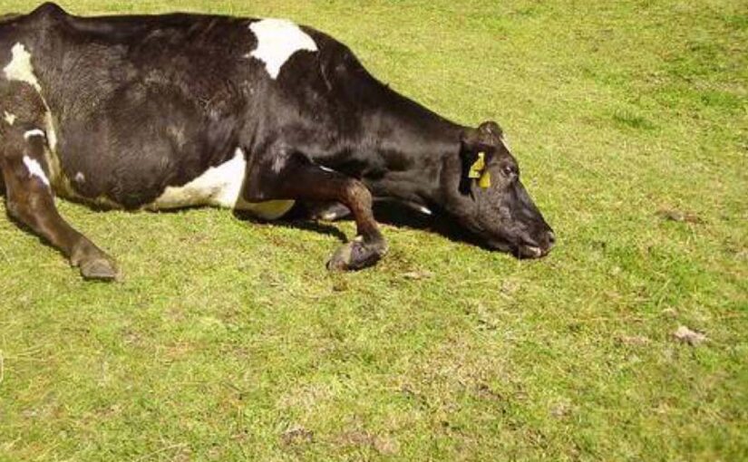 लंगड़ी बुखार से हो सकती है  दुधारू पशुओं की मौत