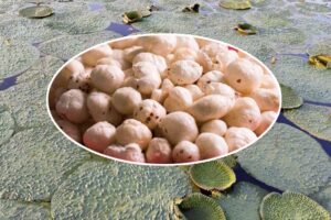 Lotus Seeds