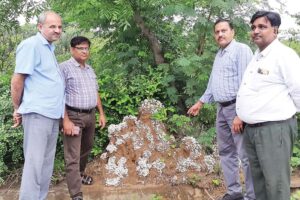 बरसात में खिल उठे  मशरूम के पौधे