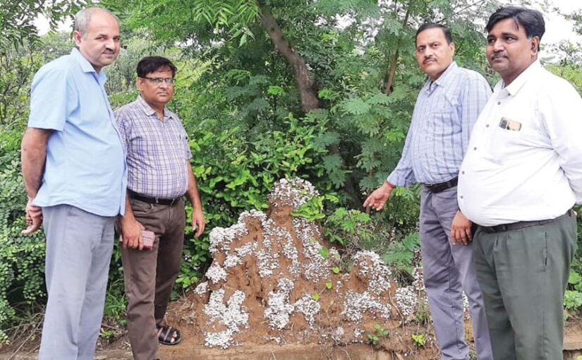 बरसात में खिल उठे  मशरूम के पौधे