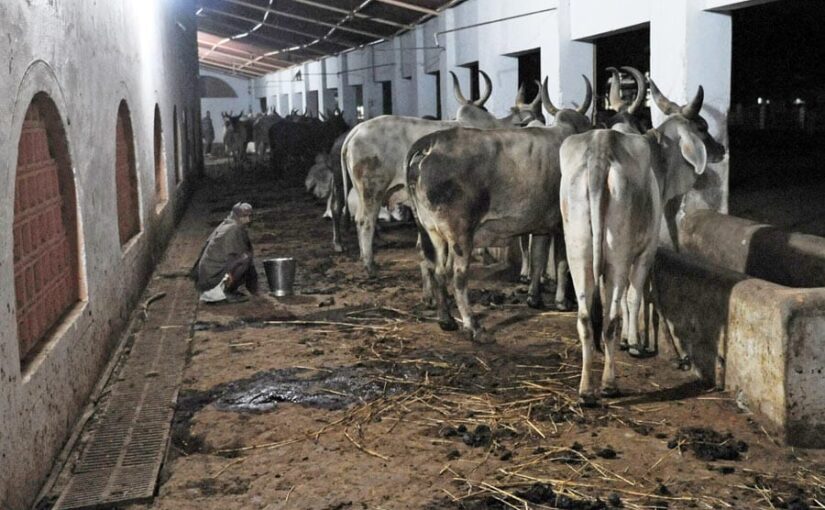 ‘नंदबाबा दुग्ध मिशन’ के तहत पशुपालकों को अनुदान