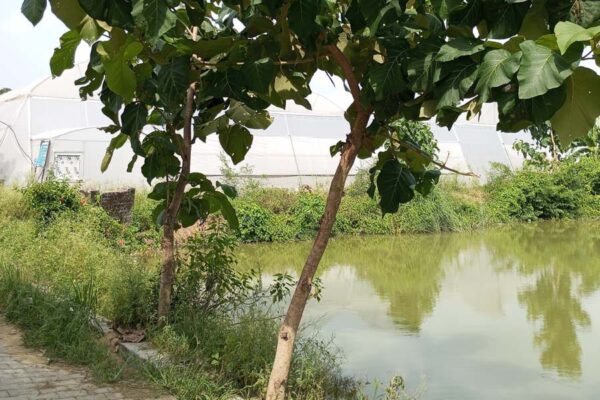 समन्वित कृषि प्रणाली से अधिक उत्पादन