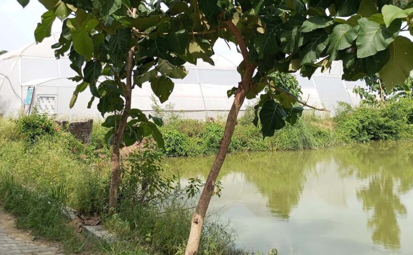 समन्वित कृषि प्रणाली से अधिक उत्पादन