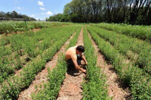 Crop Diversification