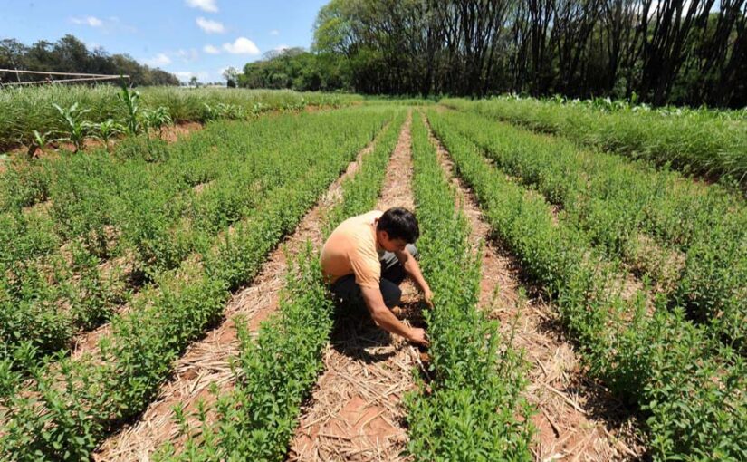 फसल विविधीकरण पर किसान प्रशिक्षण