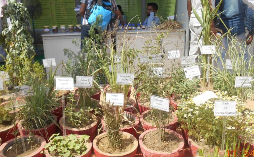 आयुर्वेद दिवस 10 नवंबर को औषधीय खेती को मिलेगा बढ़ावा