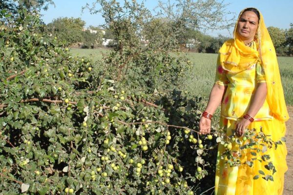 मेवाड़ का बेर पोषक तत्वों के मामले में कश्मीरी सेब पर भारी