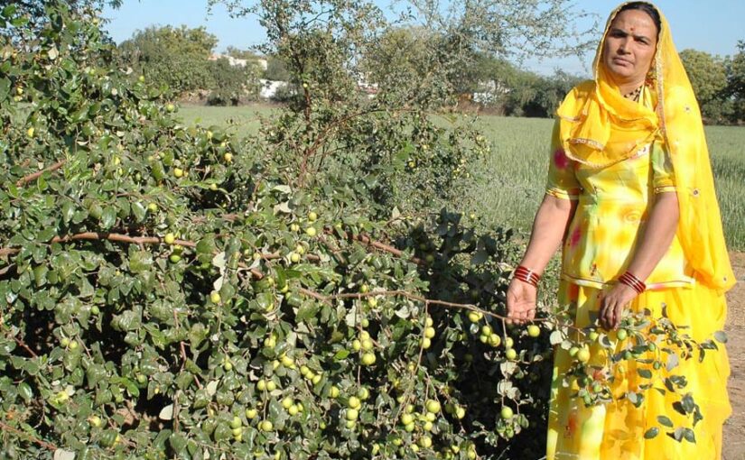 मेवाड़ का बेर पोषक तत्वों के मामले में कश्मीरी सेब पर भारी