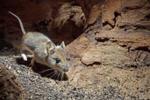 Rat