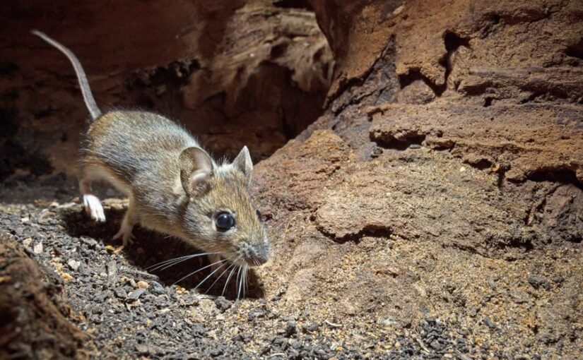 चूहाछछूंदर की रोकथाम, करें ये काम