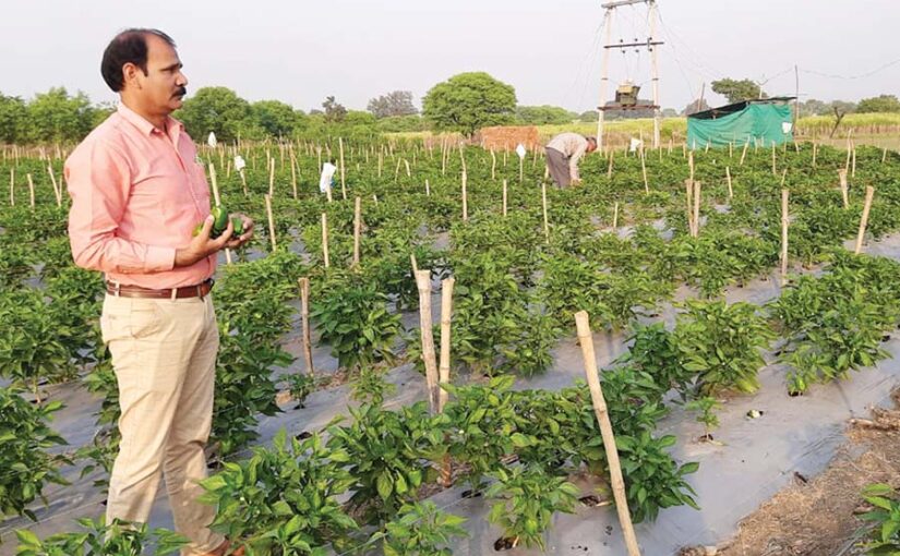 ड्रिप और मल्चिंग पद्धति से शिमला मिर्च की खेती