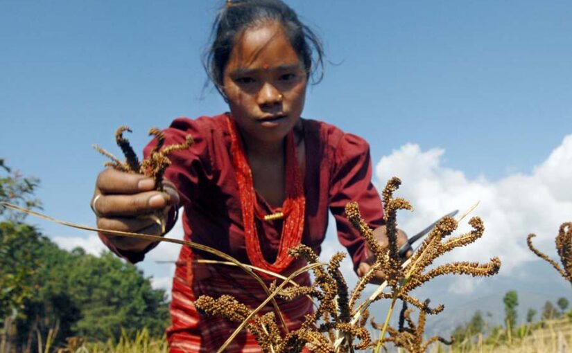 मिलेट्स वर्ष में मोटे अनाजों को प्रोत्साहन