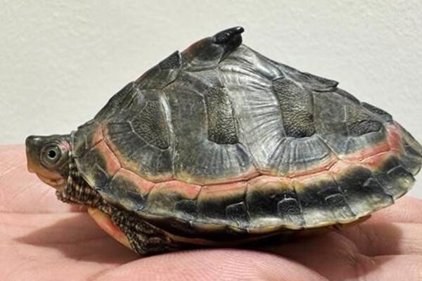 कछुओं के 955 बच्चों को बचाया