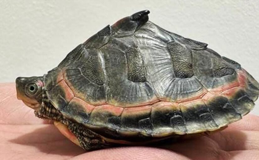 कछुओं के 955 बच्चों को बचाया