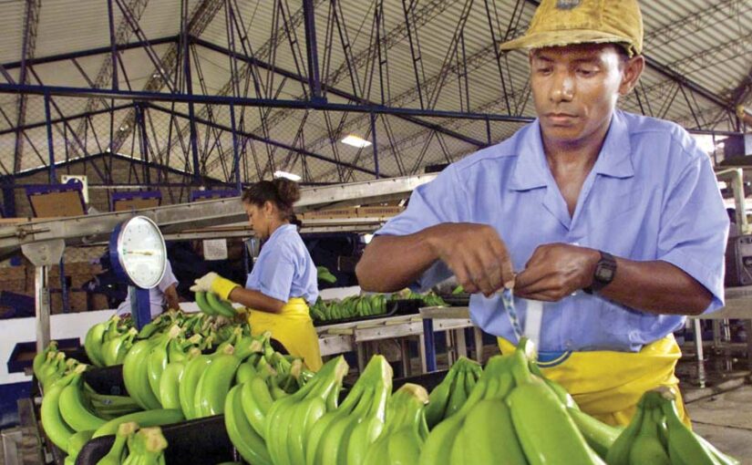 बागबानी फसलों की तुड़ाई  के बाद प्रबंधन तकनीक से रोजगार