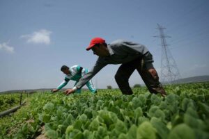 Agriculture