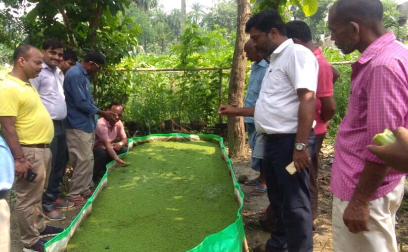 अजोला है पौष्टिकता से भरपूर जलीय चारा