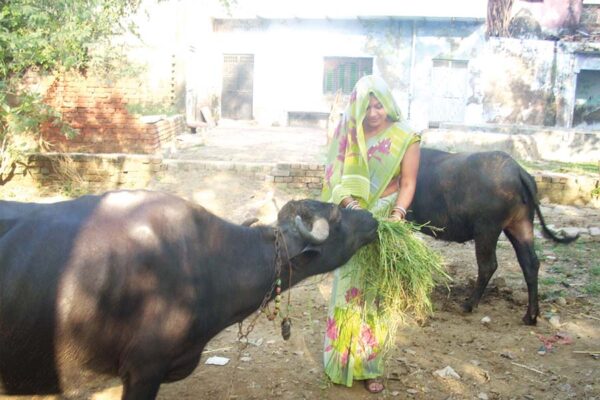 भैंसपालन में दें ध्यान मिलेगा बेहतर दूध उत्पादन