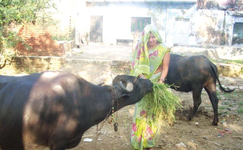 भैंसपालन में दें ध्यान मिलेगा बेहतर दूध उत्पादन