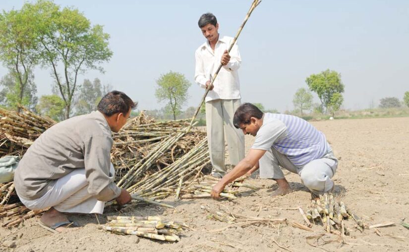 गन्ना की खेती