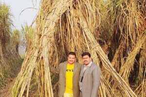 Sugarcane