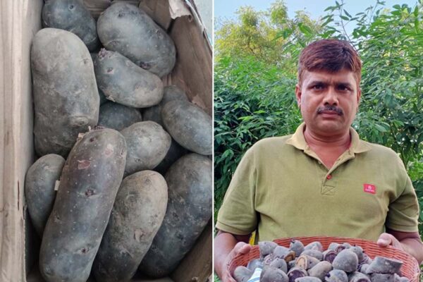 किसान अविनाश उगा रहे हैं काला आलू