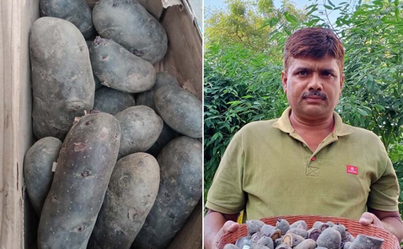 किसान अविनाश उगा रहे हैं काला आलू