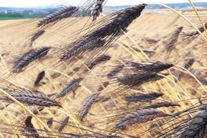 Black Wheat