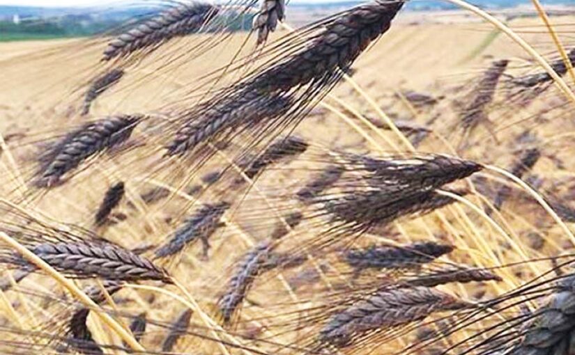 काले गेहूं की तकनीकी विधि से खेती