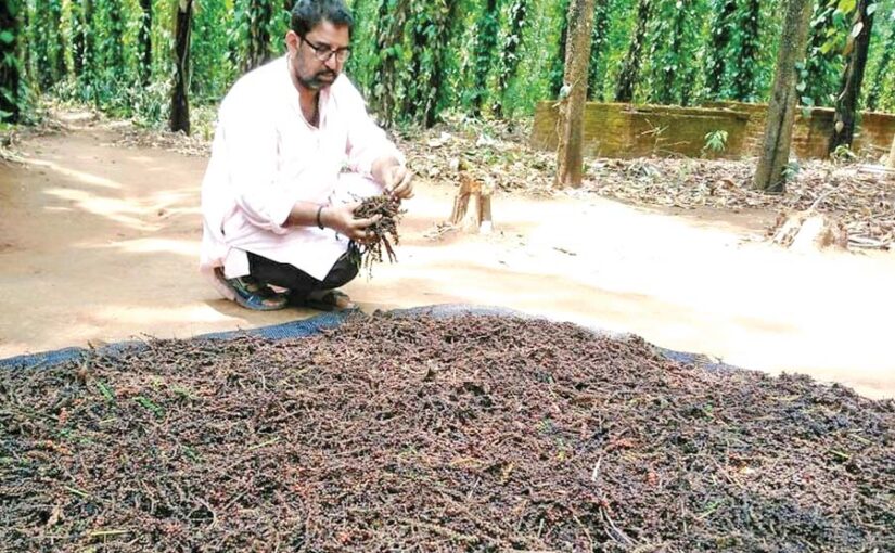 आमदनी का साधन बनी काली मिर्च की खेती