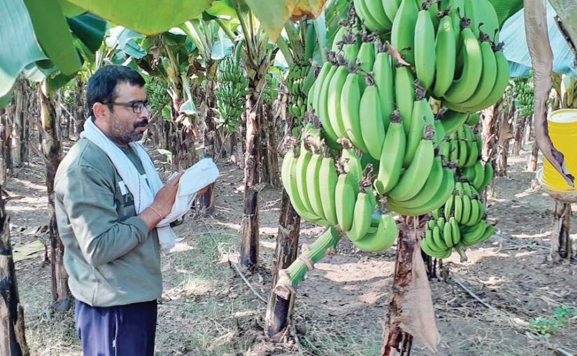 केले की खेती ने दिखाई मुनाफे की राह