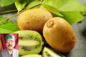 Kiwi