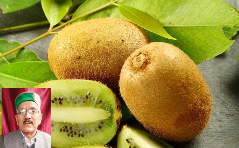 कीवी के मिलते हैं अच्छे दाम