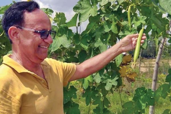 नर्सरी में तैयार करें लतावर्गीय सब्जियों की पौध