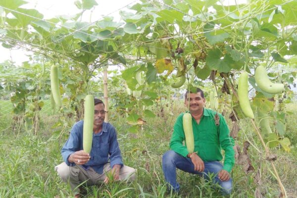 मचान और 3जी विधि से दोगुना फायदा