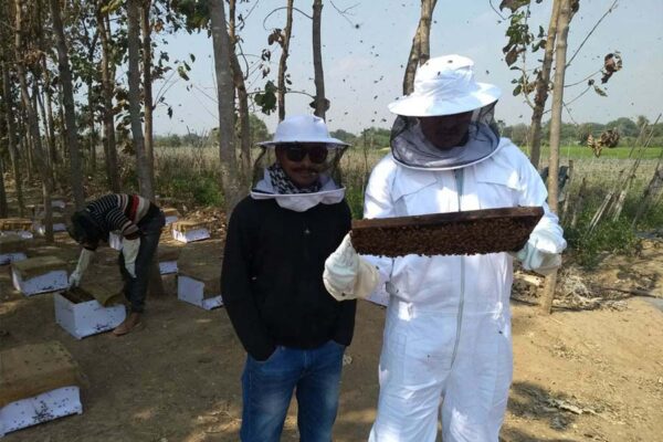 मधुमक्खी पालन से आमदनी बढ़ाएं  