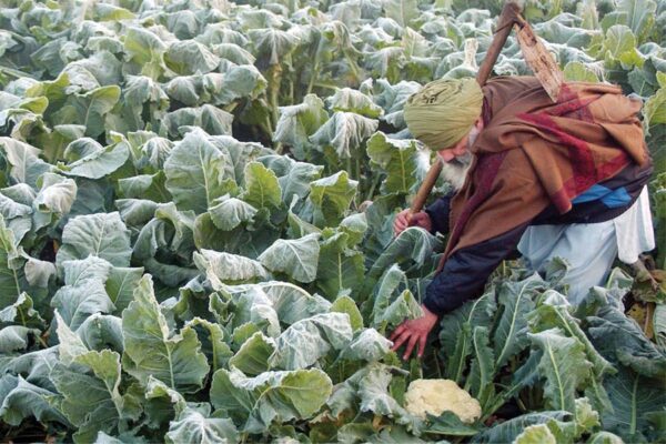 पाले से ऐसे बचाएं फसलों को