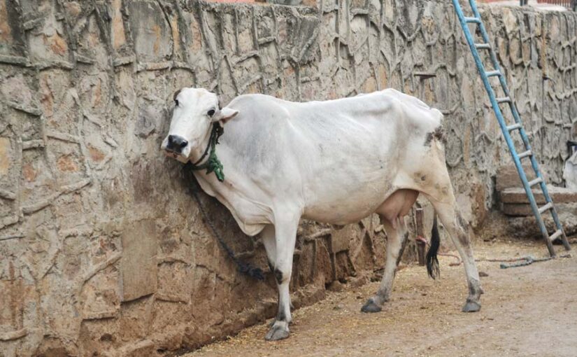जी,हमारे पशु  दीवार चाटते हैं…