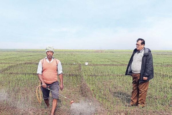 प्याज व लहसुन में कीट और रोग प्रबंधन