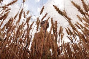 Food Grain