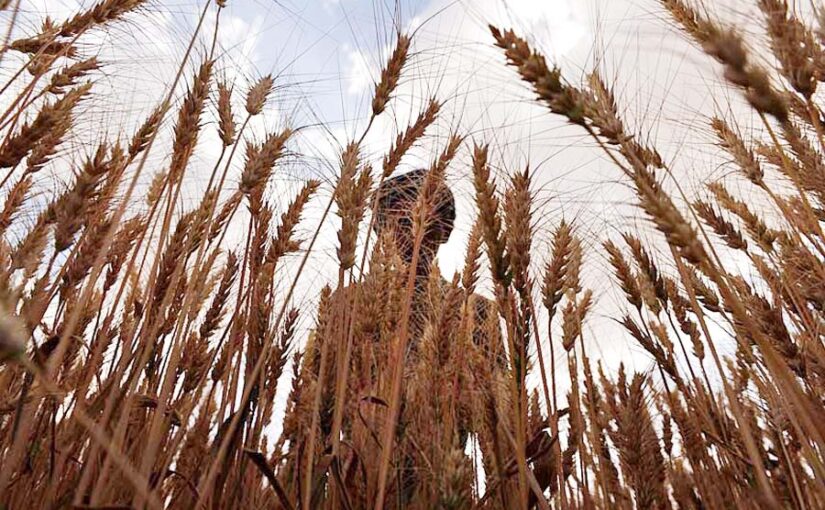 साल 2022-23 में रिकौर्ड खाद्यान्‍न उत्‍पादन