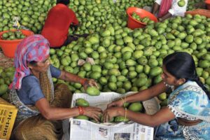 Mango Export